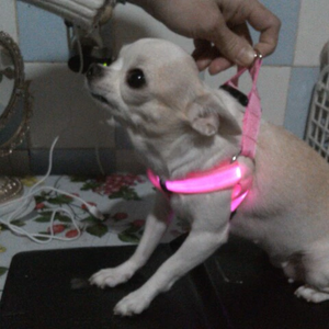 Coleira LED - Cães e Gatos