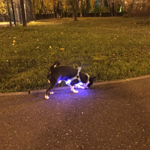 Coleira LED - Cães e Gatos