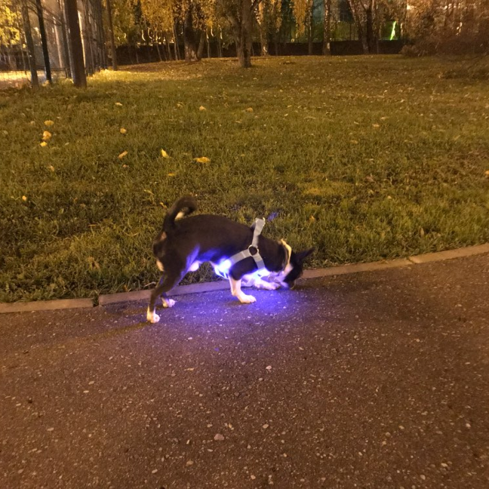 Coleira LED - Cães e Gatos
