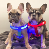 Coleira LED - Cães e Gatos