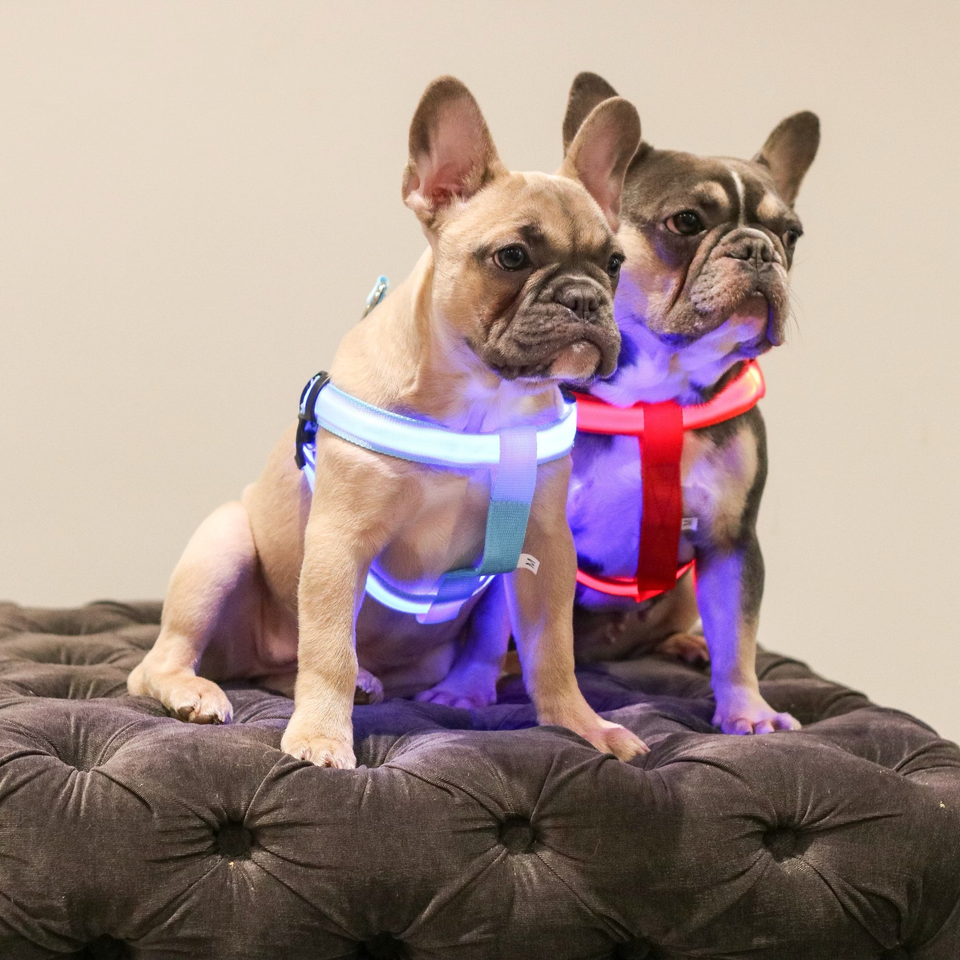 Coleira LED - Cães e Gatos
